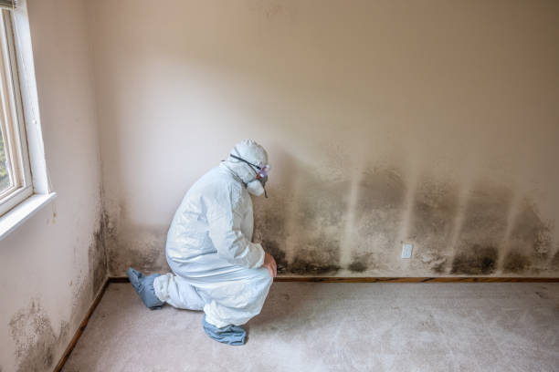 Best Attic Mold Removal  in Vincent, AL